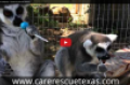 Just for Fun: Lemurs and Lollipops