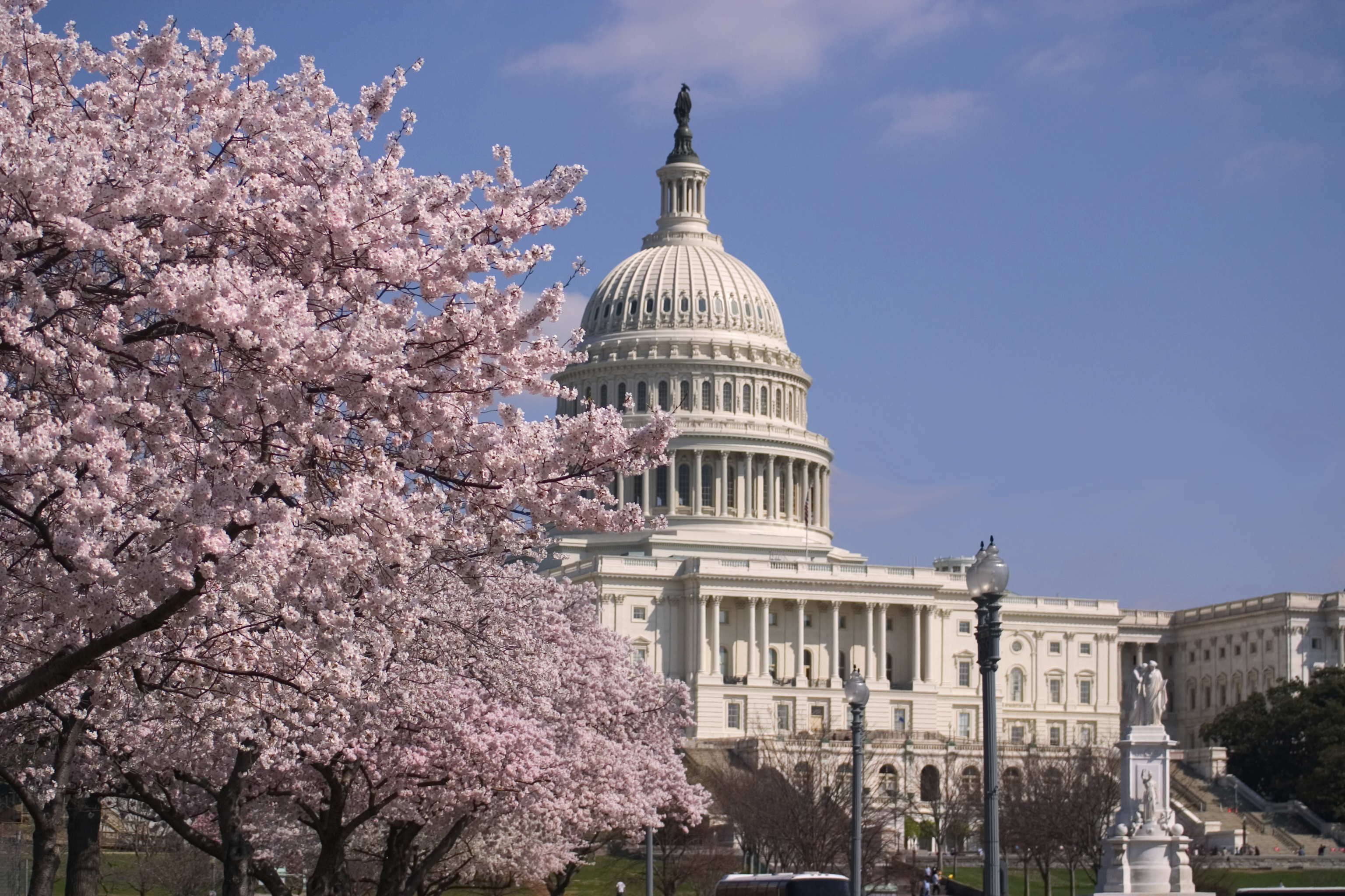 Washington dc capital. Сакура в Вашингтоне. Washington DC Cherry Blossoms. Capitol Hill. Вашингтон Колумбия Сакура.